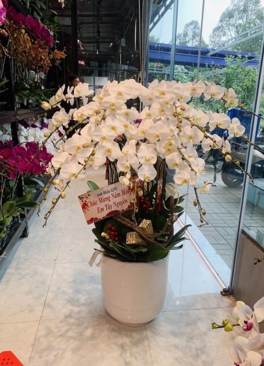 Xuân An Khang - 20 Cây