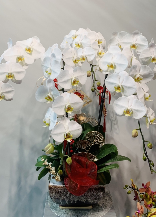 Sắc Trắng Tinh Khôi - 5 Cây