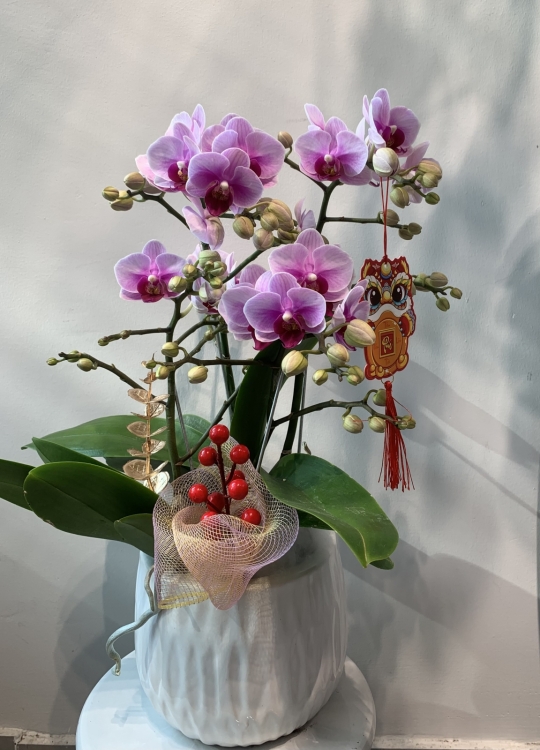 Tiểu Hồ Điệp - 2 Cây (2V)