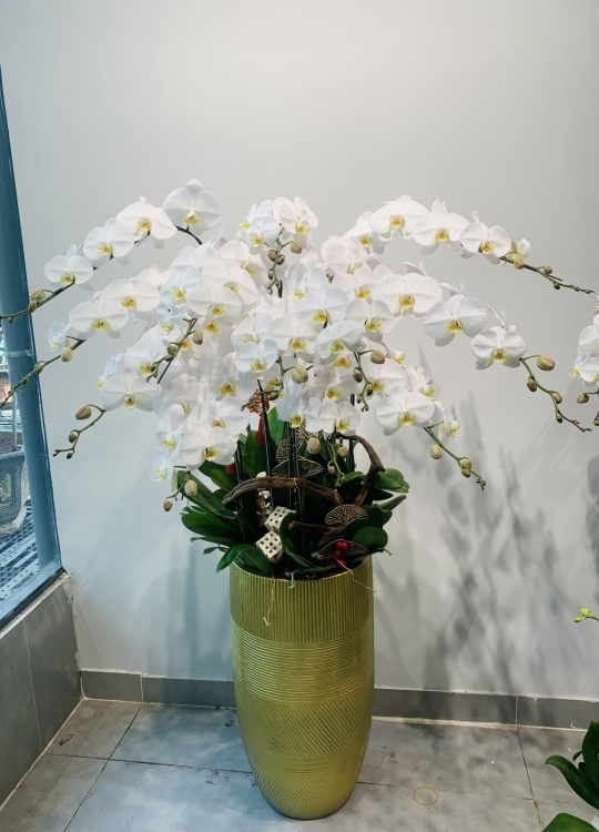 Lan Sự Kiện - 12 cây