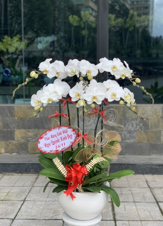 Trắng Tri Thức - 6 cây