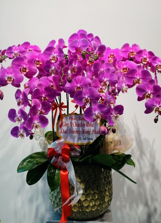 Khai Lộc - 10 Cây