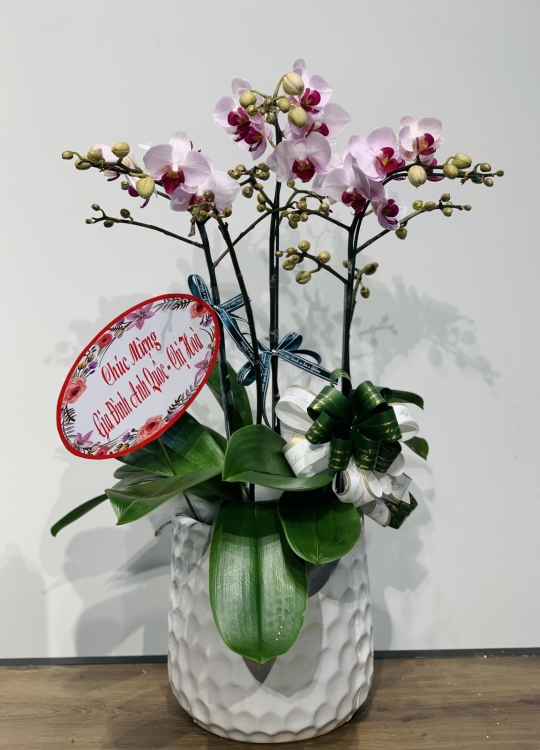 Hoa Tặng Cô - 3 Cây