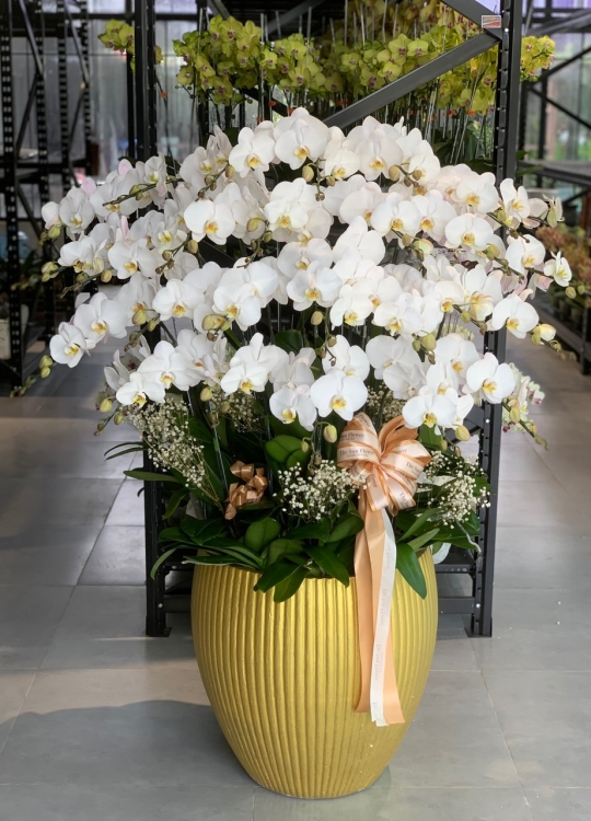 Hoa Chúc Mừng- 30 Cây