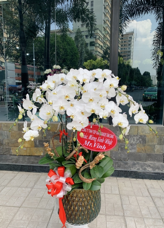 Trắng Sang Trọng - 10 Cây