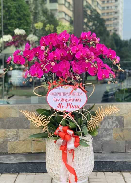 Tím Mộng Mơ - 10 Cây