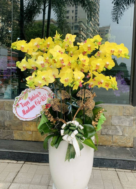 Nắng Vàng - 12 Cây