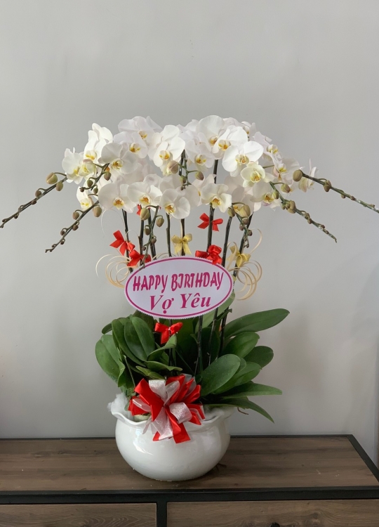 Trắng Tinh Khôi - 8 Cây