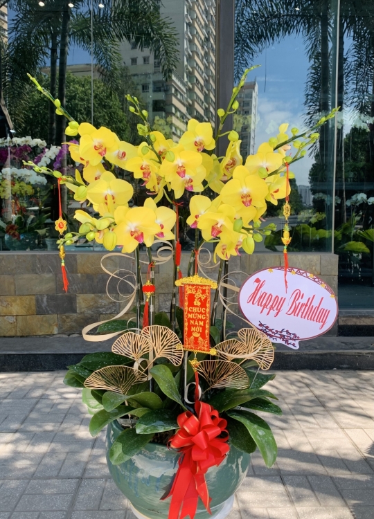 Vàng Rực Rỡ - 9 Cây