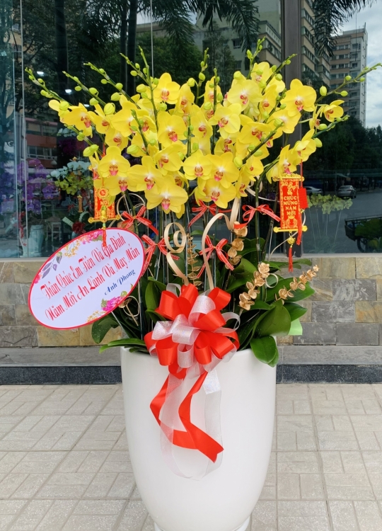 Tết Bình An- 20 Cây