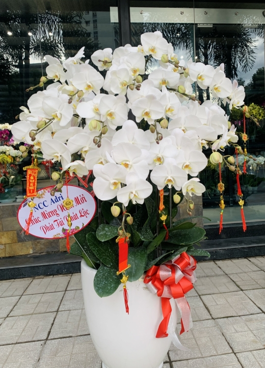 Xuân Vinh Hoa- 20 Cây