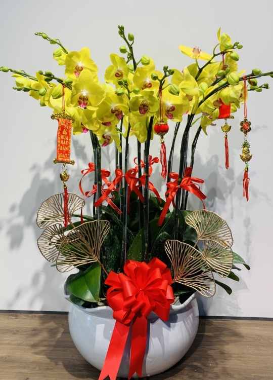 Sắc Vàng Chúc Mừng- 10 Cây