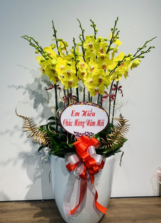 Sắc Vàng May Mắn - 15 Cây 