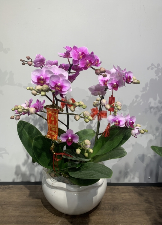 LHĐ Tết028 3 Cây 