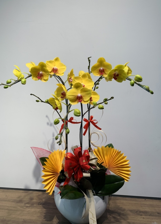 LHĐ Tết023 3 Cây