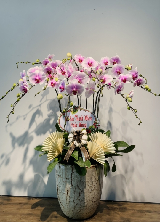 LHĐ Tết03 10 Cây