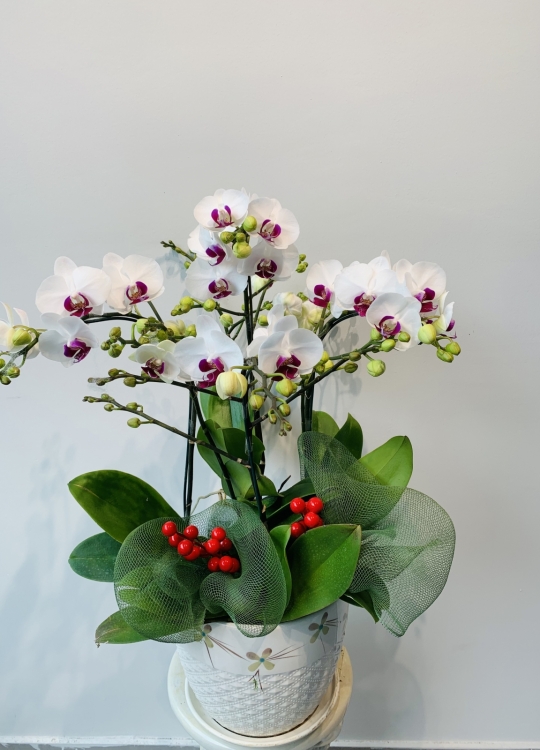 LHĐ Tết021 3 Cây