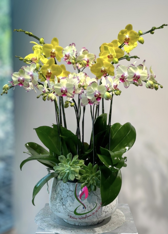 LHĐ Tết05 5 Cây 2 Vòi