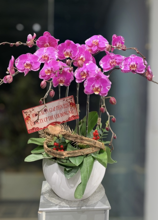 Tết Phát Tài - 7 Cây