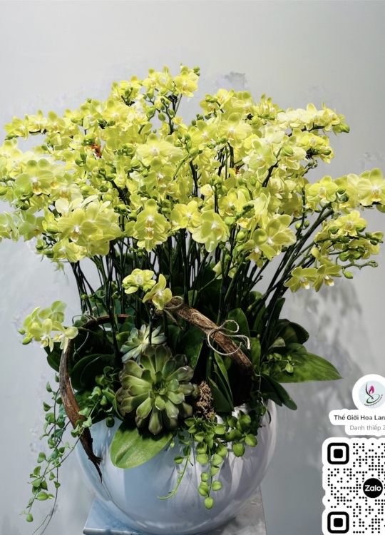 Sắc Xanh Tươi Mát- 20 Cây (2V)