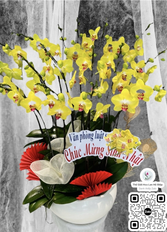 Nắng Vàng- 8 Cây (2v)