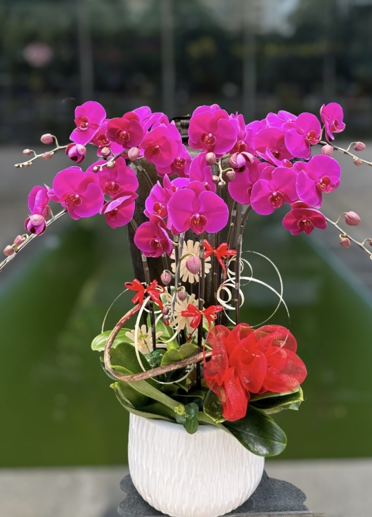 Hồng Phát - 7 Cây