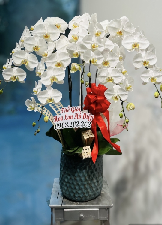 Sắc Hoa Khai Trương- 5 Cây