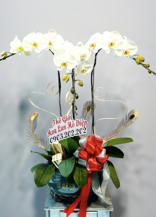 Sắc Trắng -3 Cây