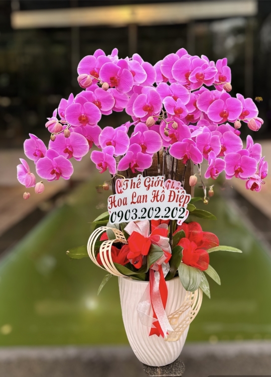 Sắc Hồng - 8 Cây