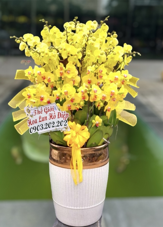 Đại Cát Đại Lợi-20 Cây