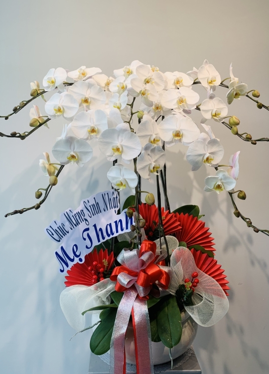 Hoa Trắng Chúc Mừng - 8 Cây